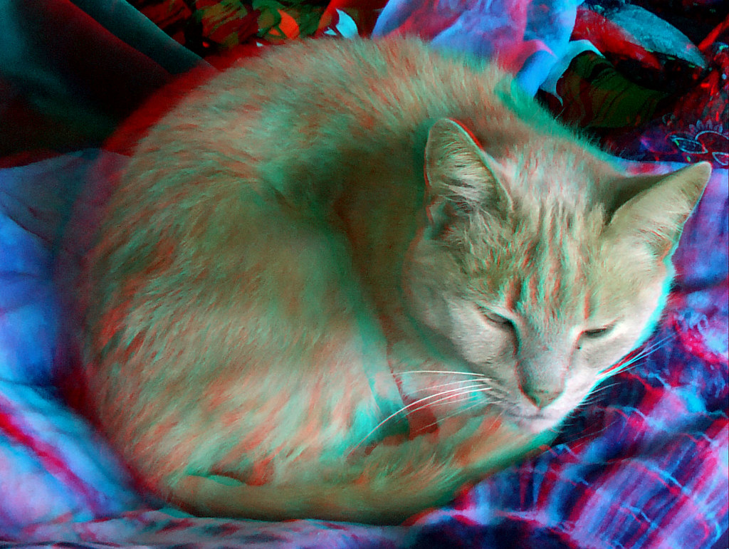 selv erindringer lyserød Animals in anaglyph 3D Cat red blue glasses to view | Flickr