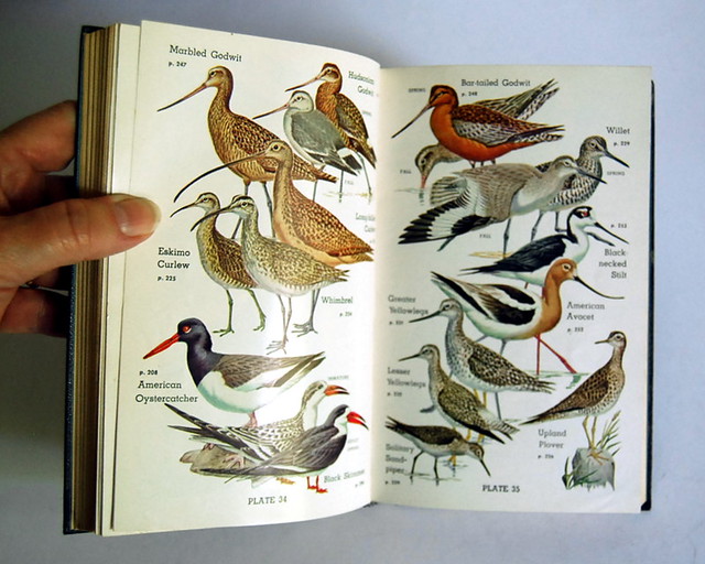 Vintage Audubon Water Bird Guide