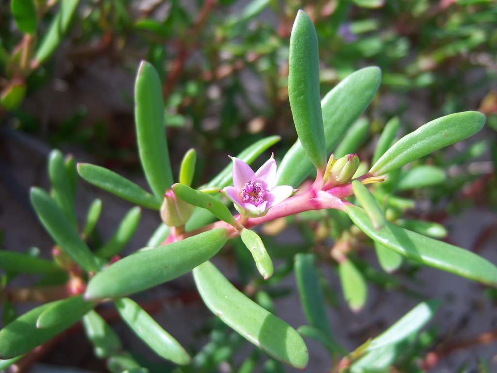 Sesuvium portulacastrum (L.) L. Aizoaceae Sesuvioideae-Sea 
