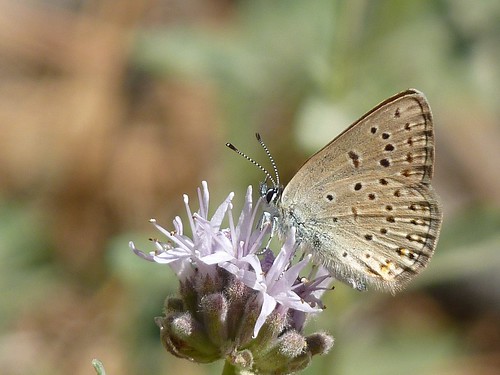 california blue butterfly insect lepidoptera insecta lycaenidae sierraco perazzomeadow