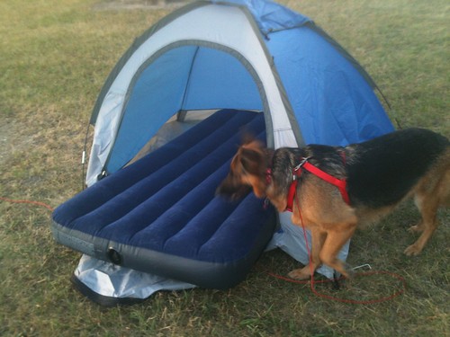 camping dog pet ada nebraska tent