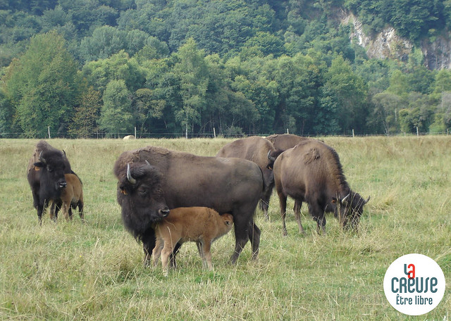 Elevage de bisons - Creuse