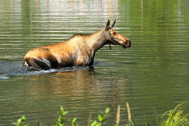 Moose Cow Grazing In The Shallows of a Mountain Lake Landscape Alaska North America
