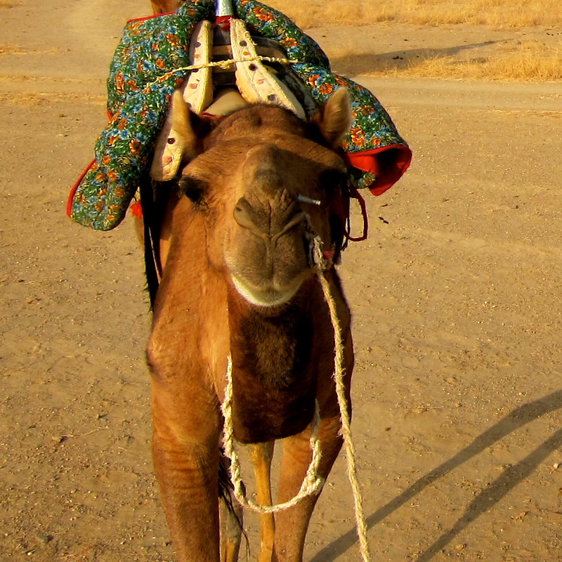 Camel trekking in Jaisalmer