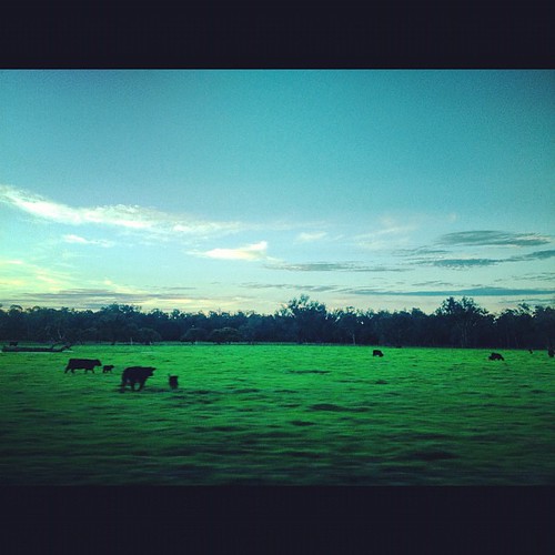 green field square cows australia perth rise pe fairbridge iphoneography