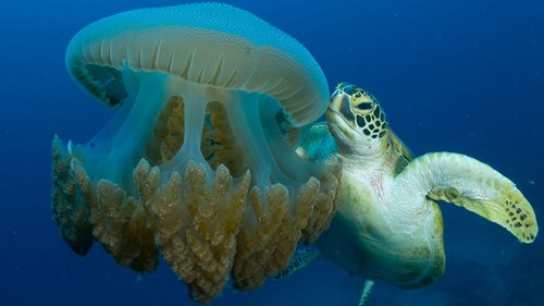 Australia dives