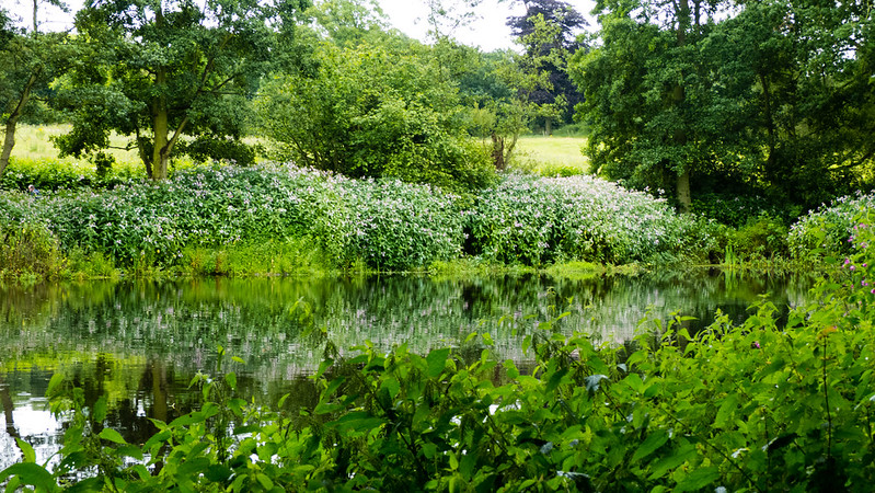 Pool reflecting stand of balsam