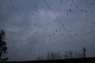 Murder of Crows | by sansumbrella