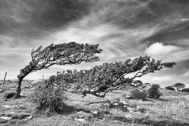 The Prevailing Wind