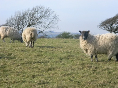 Sheep Lewes Circular via West Firle
