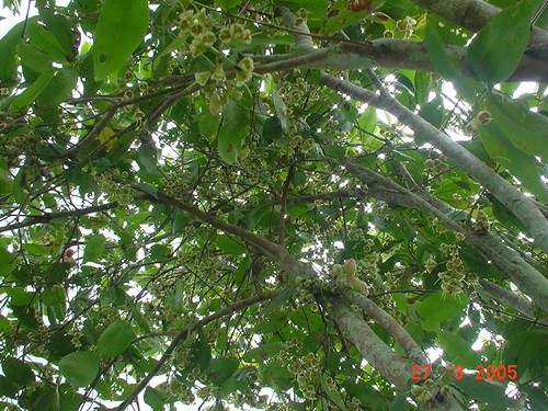 bunga kembang jambu air | by adefCF