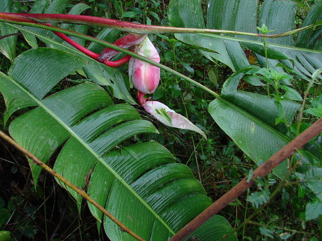 Heliconia chartacea/Sexy Pink---2nd of 2 photos
