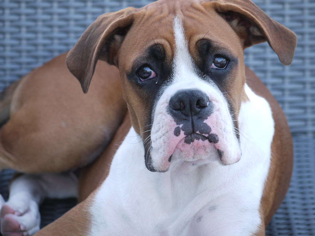Top 20 Most Dangerous Dog Breeds to Humans in the World  Boxer