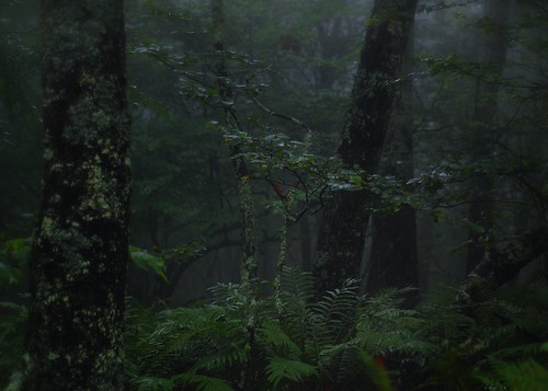 forest virginia woods blueridgemountains amybuxton