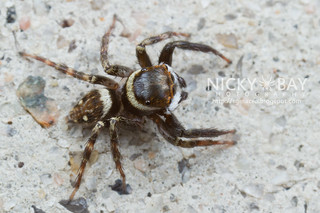 Jumping Spider (Hasarius sp.) - IMG_6782