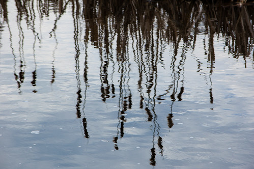 Reeds, reflected