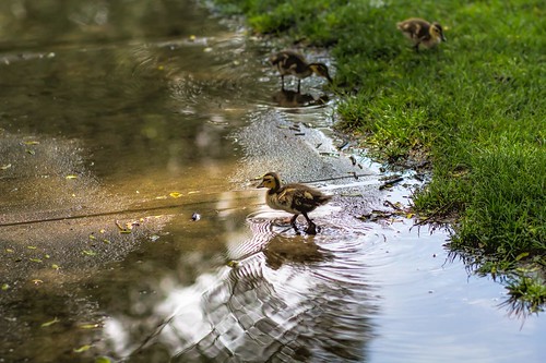 ducklings puddles stratford