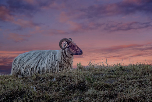 sunset sheep belgium damme vintagelens pentacon135mm28