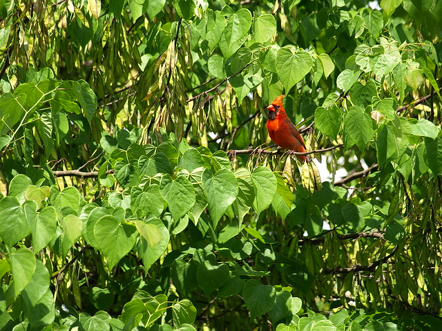 Male cardinal sitting in a Red bud tree.