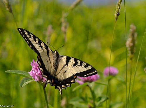 macro closeup butterfly tiger canadian explore clover swallowtail