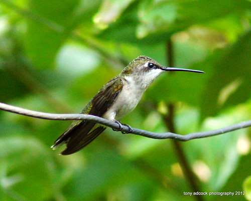 bird birds hummingbird hummingbirds hummer hummingbirdfeeder rubythroatedhummingbird archilochuscolubris keelingva