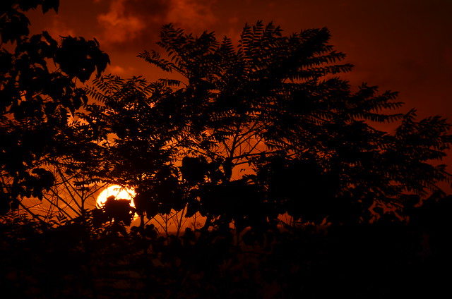 Sunrise in Puna (DSC_4485)
