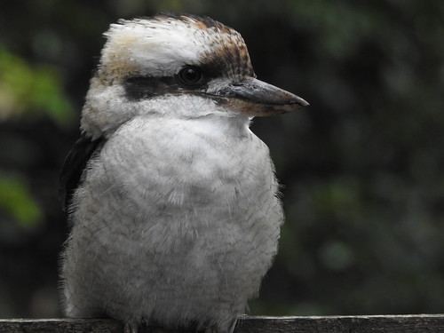Our friendly kookaburra | by Lesley A Butler