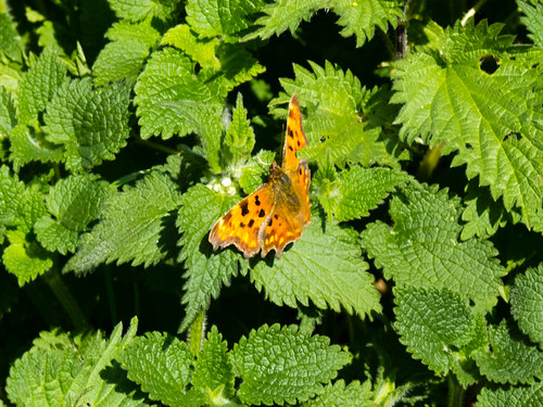Comma butterfly on nettle