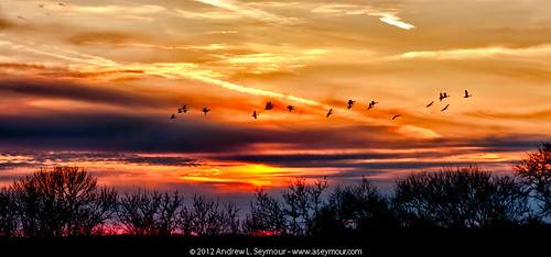 winter sunset sky orange usa clouds geese spring pa canadageese chestercounty warmcolors downingtown shamonacreekelementaryschool