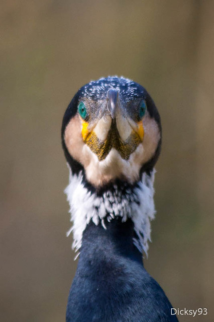 Portrait - Le cormoran (Phalacrocorax)