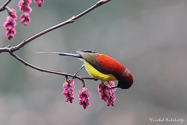 Mrs Gould Sunbird. Eaglenest Wildlife Sanctuary, Arunachal Pradesh, India (5 Apr 2012)