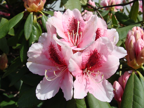 Pink Explosion | by knightbefore_99