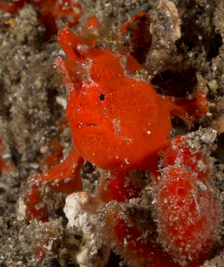 Orange Frogfish - Boulders @ Dawn - Komodo