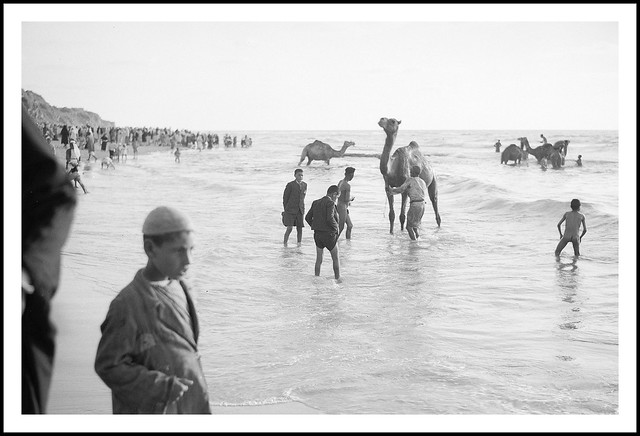 April 20th, 21st and 22nd 1943. Camels being bathed & 'cured' at wady el Nemill