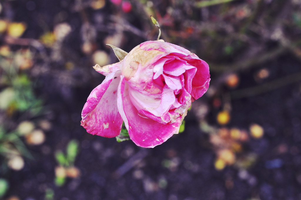 rose002 | roza.krokos | Flickr