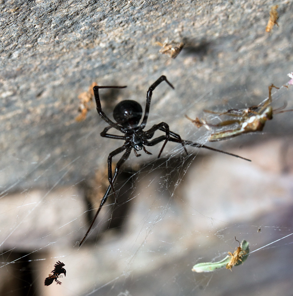 Вдова паук в россии. Черная вдова паук. Крымская черная вдова паук. Черная вдова паук маленький.