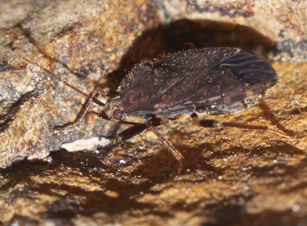 Brown and black under rock Ground-Bug Rhyparochromidae Air… | Flickr