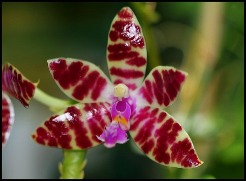 orchidées : nos floraisons au fil des saisons 2010-2013-2014  - Page 2 21115898408_a875907ef8