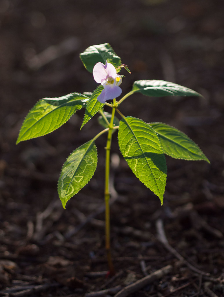 Cuerden Plants-3 | OLYMPUS DIGITAL CAMERA | Chris Groom | Flickr
