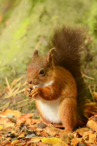 Red Squirrel | by Wanderer105 (Christine Cassidy )