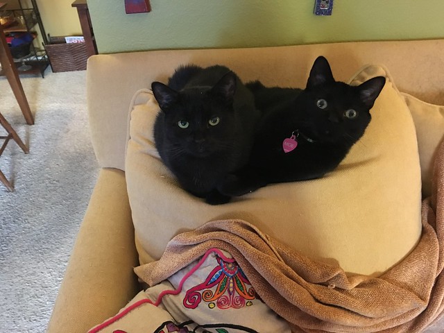 My Black Kitties