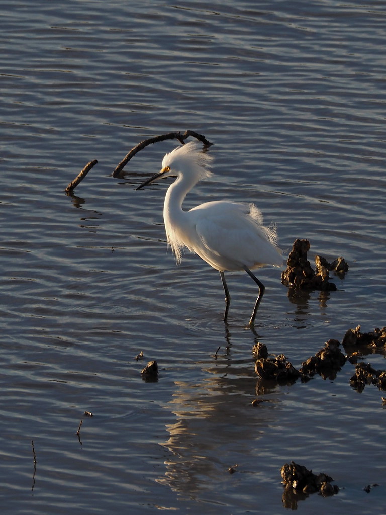 Snowy Egret | OLYMPUS DIGITAL CAMERA | carlinsc | Flickr