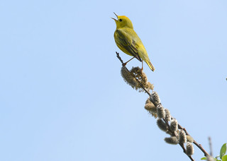 yellow_warbler_singing_Noah_Cole_2430_2 | by GreenRavenPhotography.com
