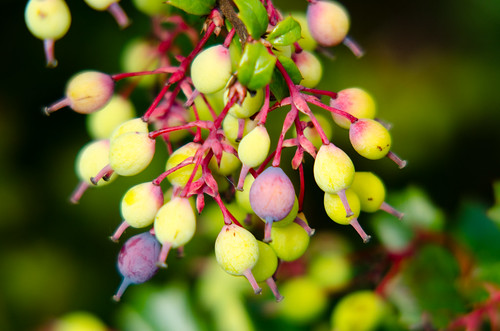 Unripe berberis berries