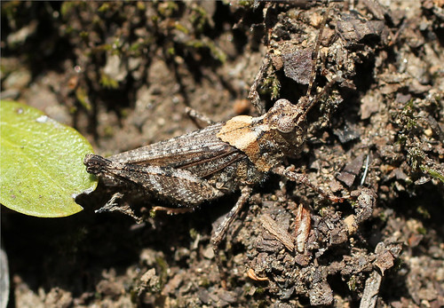 Grasshopper; Species ID please? | by Nick Dean1