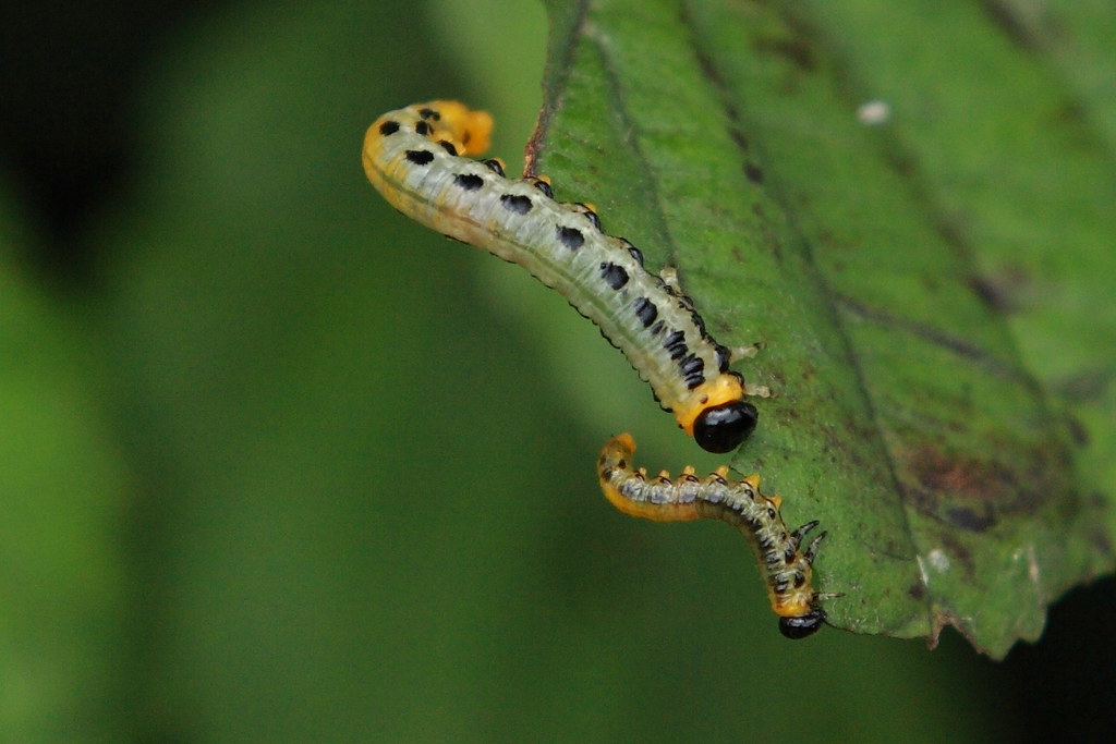 Caterpillars | Taken at RSPB portmore Lough Reserve | Anne Guichard ...