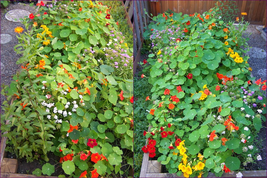 Nasturtium Raised Bed From Either End What I Did With One Flickr