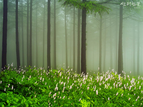 mountain tree fog forest landscape wildflowers fiowers