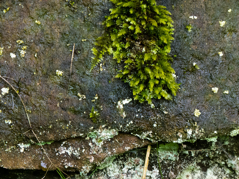 Moss and lichen on Bromsgrove formation exposure, Wobaston Road
