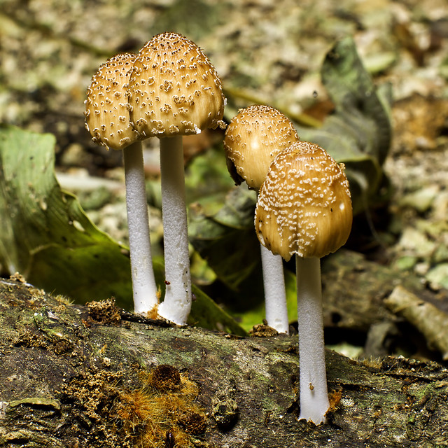 Little Mushrooms 小蘑菇